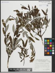 Foto von Salix appendiculata Vill. x Salix eleagnos Scop.